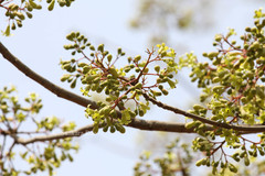 Pterocymbium tinctorium